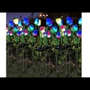 TULIPAN SOLAR |AJ440343|