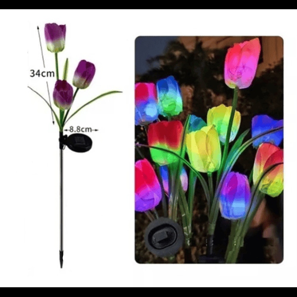 TULIPAN SOLAR |AJ440343|
