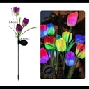 TULIPAN SOLAR |AJ440343|